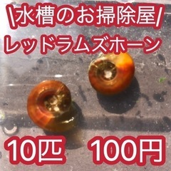 【レッドラムズホーン　10匹　100円】