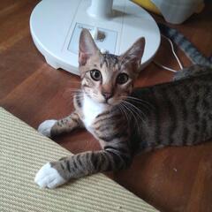 保護猫母さん(届け出済み)が産んだ兄妹