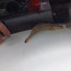 ポリプテルス エンドリケリー 大きくなりにくいタイプ