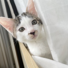 おしゃべりわさびくん✨