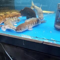 スネークヘッド 家具の中古が安い！激安で譲ります・無料で