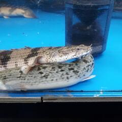 ポリプテルス エンドリケリー 35㌢程の画像