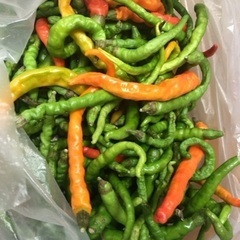 青トウガラシ　引き取りのみの画像