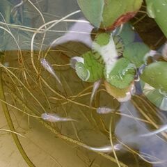 白みゆき メダカ　青年魚