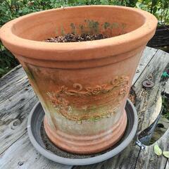 テラコッタ　鉢　大きめ丸