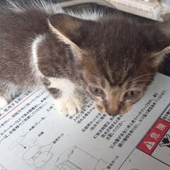小屋に住み着いている猫です