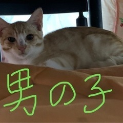 急募！綺麗色合いの猫です。