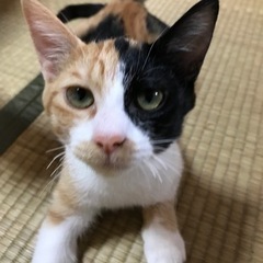 急募！優しい猫ちゃん