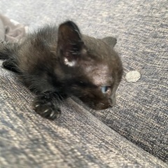 子猫里親募集 黒色で少し虎柄 − 沖縄県