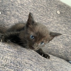 子猫里親募集 黒色で少し虎柄 - 里親募集