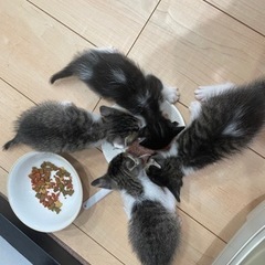 飼い主募集⭐︎仔猫