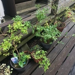 ブルーベリーの苗木４本まとめて譲ります