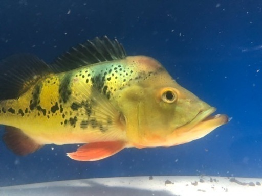 キクラ　45cm 大型魚　熱帯魚
