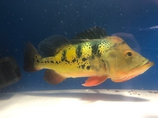キクラ　45cm 大型魚　熱帯魚