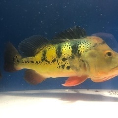 キクラ　45cm 大型魚　熱帯魚