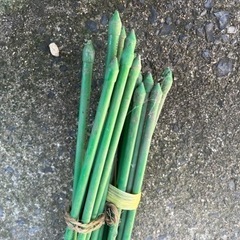 【決まりました】トンネル支柱 20本 農業 園芸 タキロン の画像