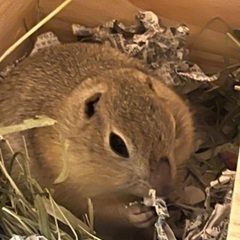 リチャードソンジリス