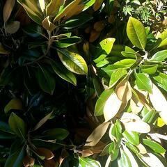 【葉と枝】🌿タイサンボク(泰山木)の葉と小枝