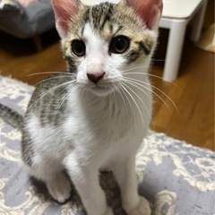 シャイで甘えん坊の男の子です。