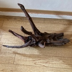 【煮沸済み】流木　アクアリウム1の画像