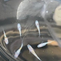 月華メダカの稚魚❗️