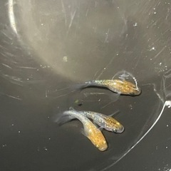 月華メダカ❗️稚魚❗️