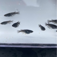 メダカ【オロチヒレ長】の画像