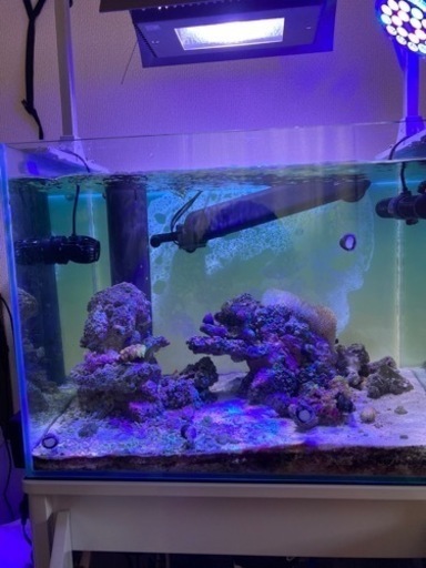 海水魚水槽、周辺機器、バクテリア添加剤 (9/20迄の投稿になります。