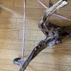【煮沸済み】流木　アクアリウム2の画像