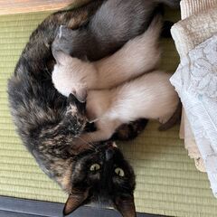 子猫3匹里親募集
