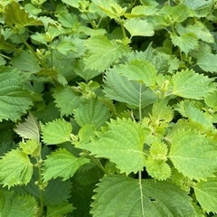 青じそ（大葉）無農薬家庭菜園③