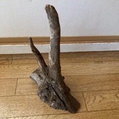 【煮沸済み】流木　アクアリウム3の画像