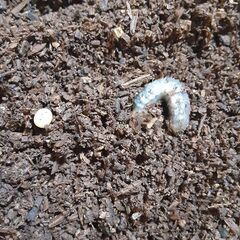 カブトムシ 幼虫 卵 セット