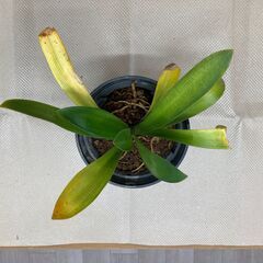 君子蘭（クンシラン）