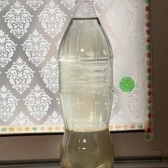 一時中止中！ミジンコです。増えてきたのでお譲りします。