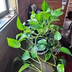 ポトス　プラスチック植木鉢　腐葉土など　園芸用品