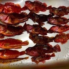 【締切ます！釣り初心者】東京・神奈川で気軽に船釣りできる友達募集！🎣 - 友達