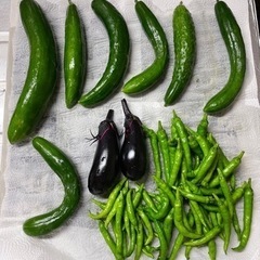 【お取引中】朝採れ野菜とじゃがいも