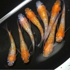 メダカ　王華ラメ稚魚　5匹［引き取り限定］