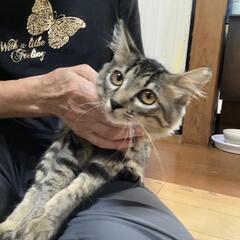 4ヶ月女の子お膝大好きな甘えん坊さん