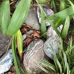 石の画像
