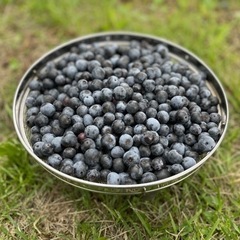 ブルベリー🫐本日(9/4)採れたて！！