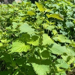 青じそ（大葉）無農薬家庭菜園④