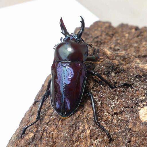 最終値下げニジイロクワガタ✨♂♀♀成虫3頭セット！ミニサイズ