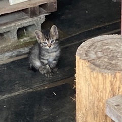 子猫貰ってください