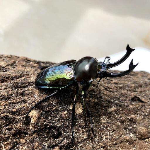最終値下げニジイロクワガタ ♂♀♀成虫3頭セット！大型個体