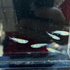 夜桜メダカ　2ペア＋メスの画像