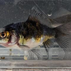 寿恵廣錦(スエヒロニシキ)ハート尾【当歳】金魚