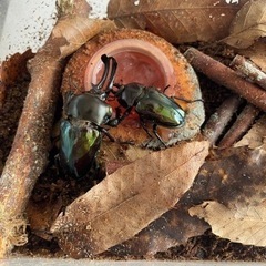 ニジイロクワガタ　幼虫