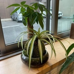 コケ玉　苔玉　テラリウム